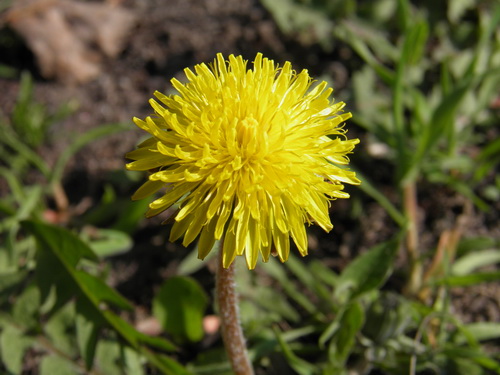  P4220130.JPG 