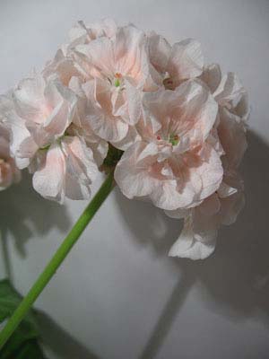  Canon PowerShot A520 