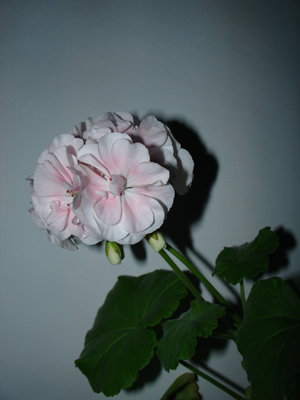  SONY DSC-V3 