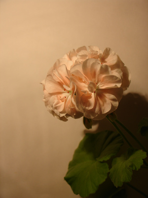  SONY DSC-V3 