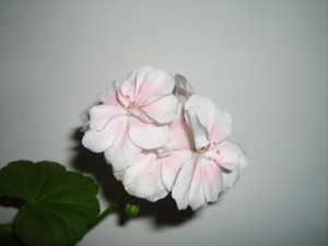  Pentax Optio 60 