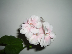  Pentax Optio 60 