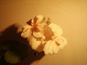  Pentax Optio 60 