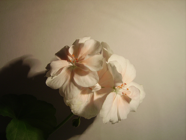  Pentax Optio 60 