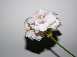  Panasonic Lumix DMC-FZ10 