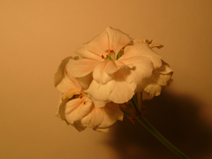  Panasonic Lumix DMC-FZ10 