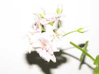  Canon PowerShot Pro 1 