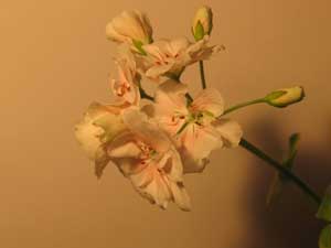  Canon PowerShot Pro 1 