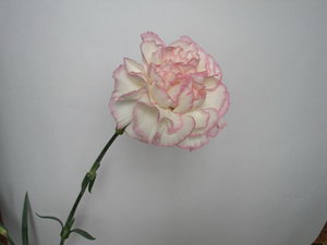 Olympus C-70 Zoom 