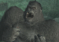 Peter Jackson's King Kong